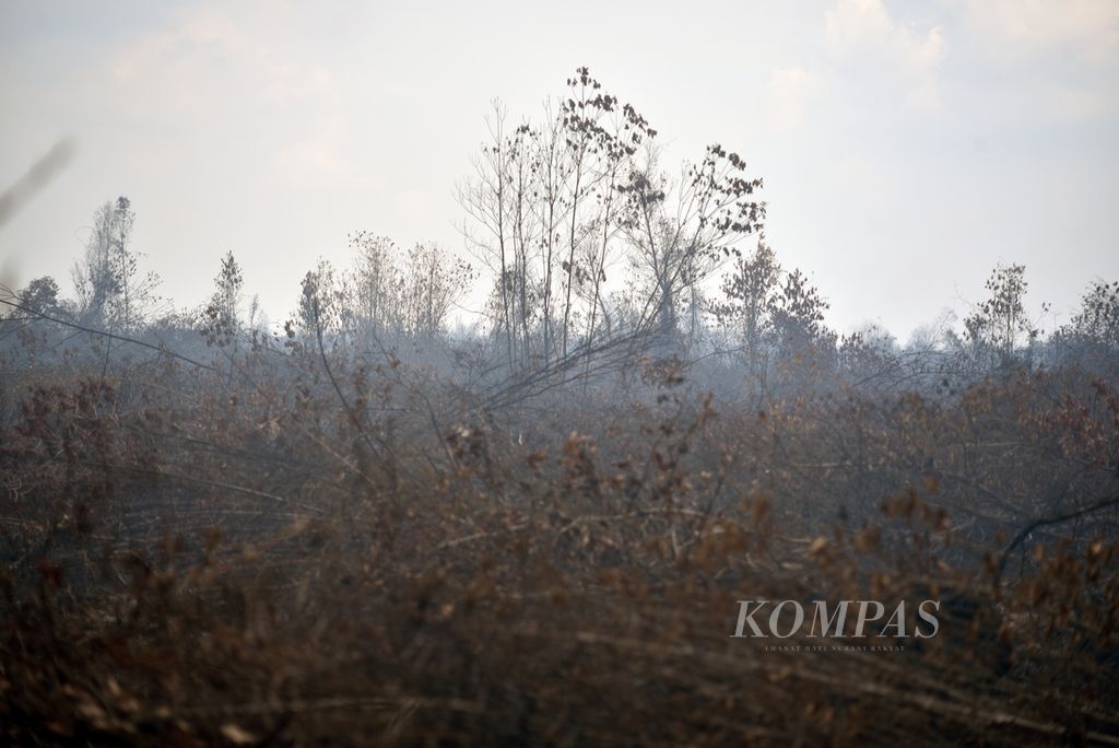 Sejumlah pohon dan semak belukar hangus dan mengering seusai terdampak kebakaran lahan gambut di Desa Jungkal, Selasa (7/11/2023). 