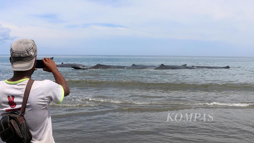 Ikan paus terdampar di pantai Desa Durung, Kecamatan Mesjid Raya, Kabupaten Aceh Besar, Provinsi Aceh, Senin (13/11). Petugas berusaha keras mengevakuasi dengan cara menarik ke laut lepas. Penyebab ikan paus itu terdampar diduga terjebak di pantai yang dangkal saat mengantar salah satu paus yang sakit.