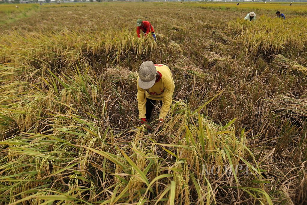 Buruh tani sedang memanen padi di lahan persawahan di kawasan Marunda, Cilincing, Jakarta Utara, Rabu (2/8/2023). 