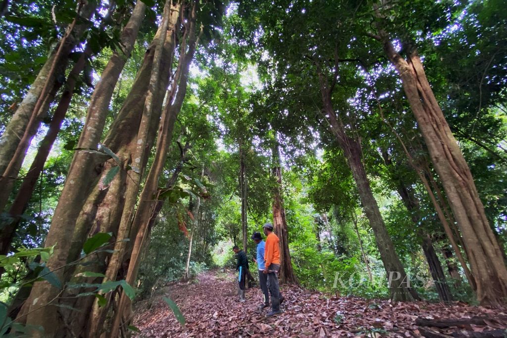 Kawasan hutan adat Mukim Blang Birah, Kecamatan Peudada, Kabupaten Bireuen, Provinsi Aceh. Hutan adat mukim tersebut merupakan bekas konsesi perusahaan hak pengusahaan hutan. Sejak September 2023, negara telah mengakui hak mukim untuk mengelola hutan. Suasana di hutan, Rabu (15/11/2023).