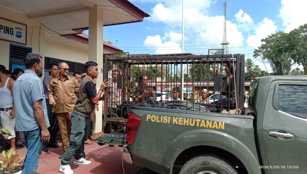 Petugas BKSDA Sumbar mengevakuasi bangkai harimau sumatera yang mati terperangkap jerat babi di kebun warga di Jorong V Tikalak, Nagari Tanjung Beringin, Kecamatan Lubuk Sikaping, Pasaman, Sumbar, dari Lubuk Sikaping ke Padang, Selasa (16/5/2023).