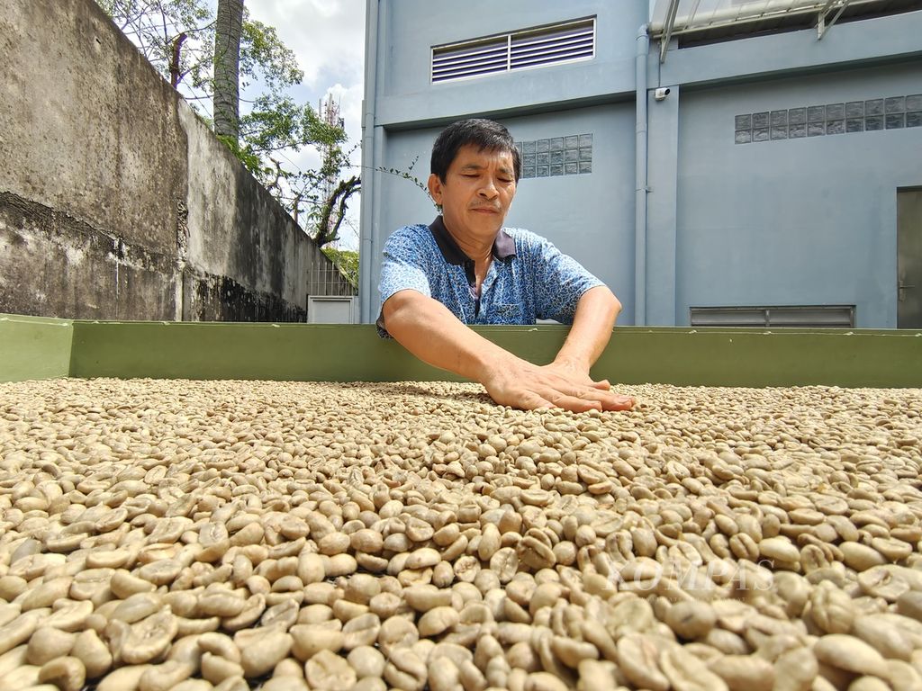 Pemilik merek dagang Kopi Benua, Jono Darma Putra, menunjukkan biji kopi arabika asal Semendo, Kabupaten Muara Enim, Sumatera Selatan, yang ada di pabrik Kopi Benua, Palembang, Selasa (11/6/2024). 