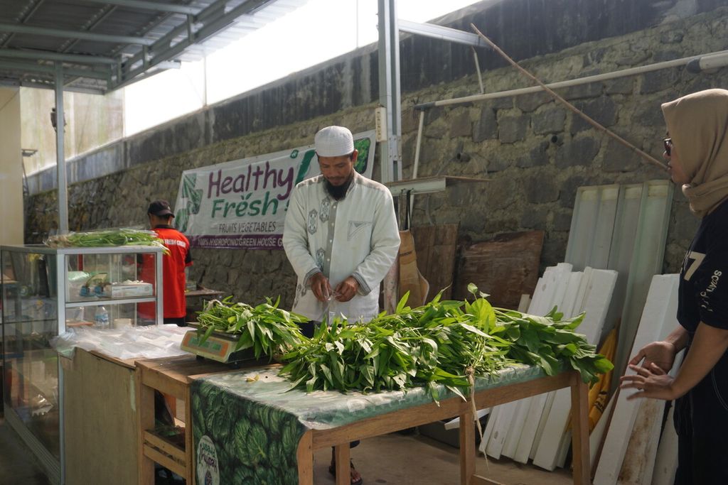 Pengelola Green House Healthy Fresh di Desa Banjarsari Wetan, Kecamatan Sumbang, Kabupaten Banyumas, Jawa Tengah, Jumat (17/2/2023), sedang menimbang dan mengemas sayuran.