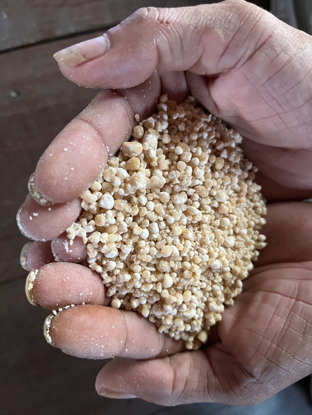 Kuluk, sumber pangan dari pati sagu atau singkong, menjadi sumber karbohidrat alternatif bagi masyarakat Desa Kalumpang, Kabupaten Kapuas. Tanaman sagu rumbia banyak ditemukan di desa ini.