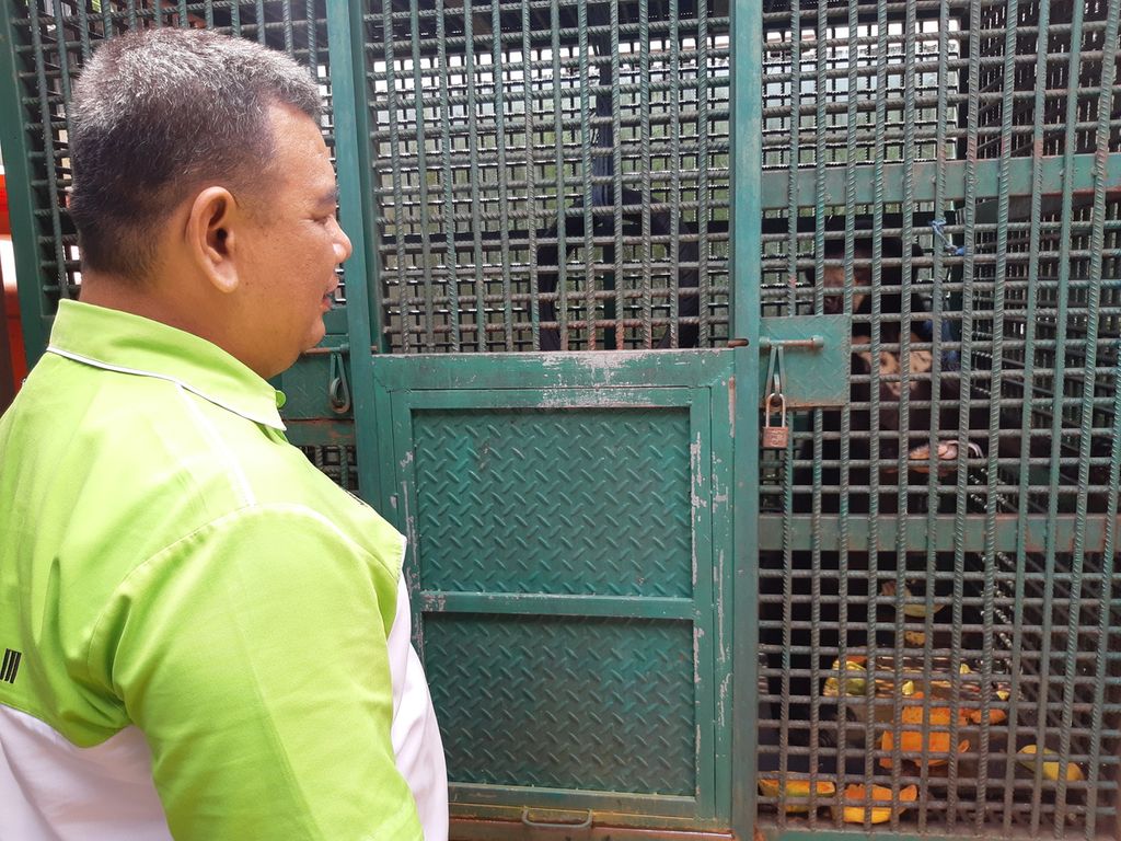 Polisi kehutanan BKSDA Kaltim, Nidiansjah, sedang memeriksa beruang madu hasil penyitaan yang dititipkan di kantornya di Kota Balikpapan, Kalimantan Timur, Kamis (1/12/2022).