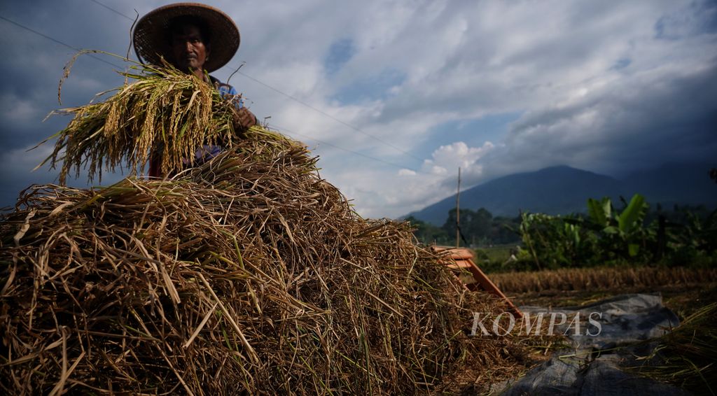 Pardi (55) mengumpulkan batang padi hasil panen di persawahan di Mulyaharja, Kota Bogor, Jawa Barat, Minggu (9/7/2023). Saat ini petani menghadapi fenomena El Nino yang diperkirakan terjadi pada semester II-2023.