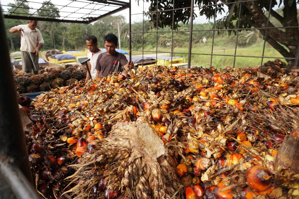 Pekerja memindahkan tandan buah segar sawit ke dalam truk untuk dibawa ke pabrik pengolahan di Muaro Jambi, Jambi, Rabu (9/11/2022).