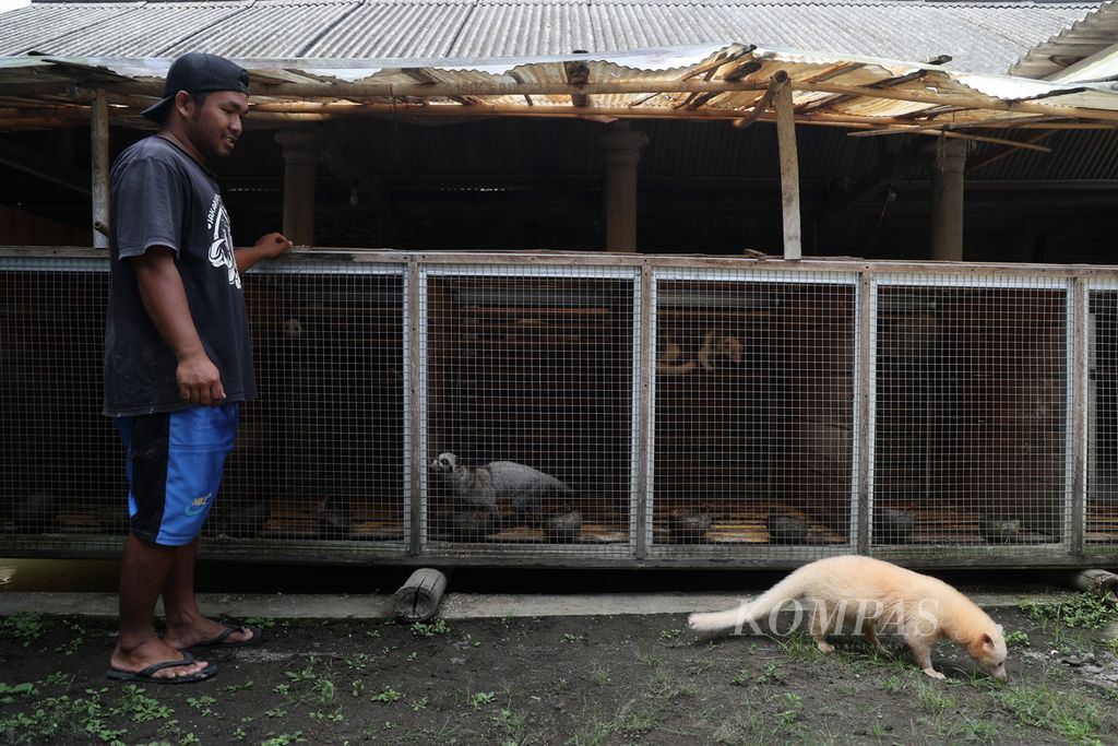 Septiawan Prasetyo (30) memeriksa kondisi musang pandan  yang ia kembangbiakkan di Desa Ngrajek, Mungkid, Kabupaten Magelang , Jawa Tengah, Kamis (19/1/2023). 