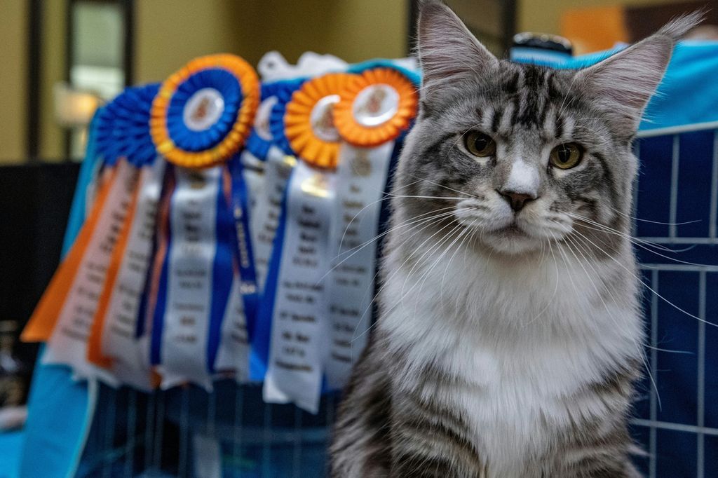 Sterling, si kucing maine coon, pemenang penghargaan di AS, 27 Agustus 2023. Pemerintah Singapura pada 2 Desember 2023 mengajukan usulan aturan yang memperbolehkan warga penghuni rusun umum memelihara kucing, sekaligus mengakhiri larangan selama 34 tahun. 