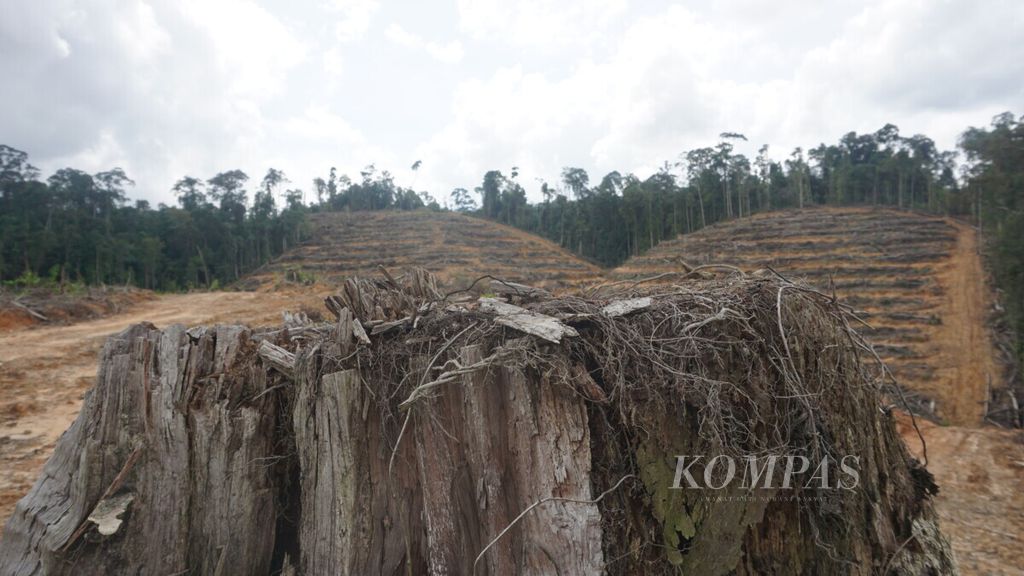 Kayu yang sudah ditebang oleh perusahaan perkebunan sawit di lokasi yang diklaim warga Desa Kinipan, Kabupaten Lamandau, Kalteng sebagai wilayah kelola adat mereka, Minggu (20/1/2019). Di lokasi itu warga Kinipan kerap berburu dan meramu obat.