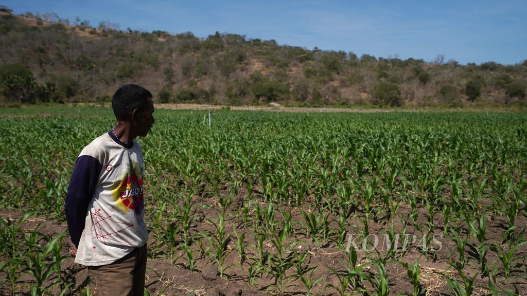 Daniel Halek (53) mengamati tanaman jagung di Desa Fatuketi, Kecamatan Kakuluk Mesak, Kabupaten Belu, Nusa Tenggara Timur, Rabu (16/8/2023).