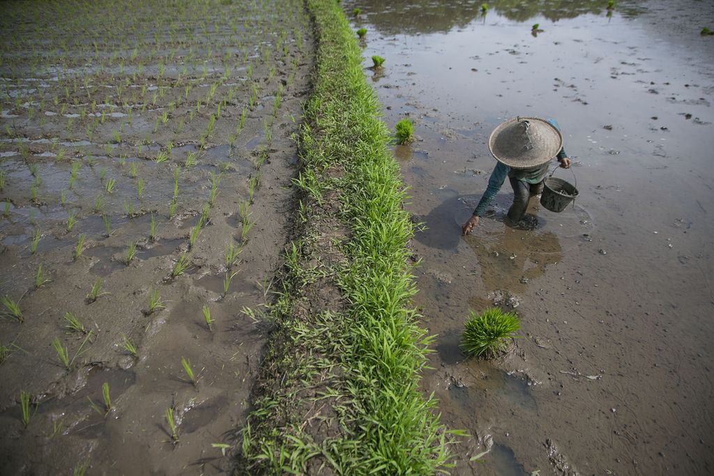 Odah (65) mencari keong yang berpotensi menjadi hama di sawah yang akan ditanaminya di kawasan Suradita, Tangerang, Banten, Sabtu (18/12/2021). Sebagai petani penggarap, Odah harus mengurangi potensi hama yang dapat menurunkan produktivitas panen. Sebab, separuh hasil panen masih harus ia bagi dengan pemilik lahan.