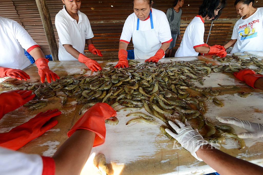 Ilustrasi Udang Vaname 