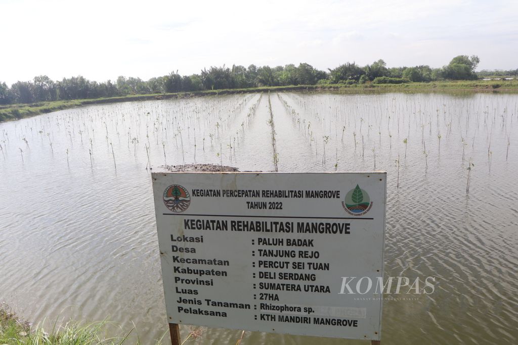 Hamparan tambak ikan direhabilitasi kembali menjadi hutan mangrove di Kecamatan Percut Sei Tuan, Kabupaten Deli Serdang, Sumatera Utara, Selasa (8/11/2022). BRGM menargetkan 13.357 hektar rehabilitasi mangrove di Sumut pada 2022, tetapi realisasinya hanya 373 hektar karena keterbatasan anggaran.
