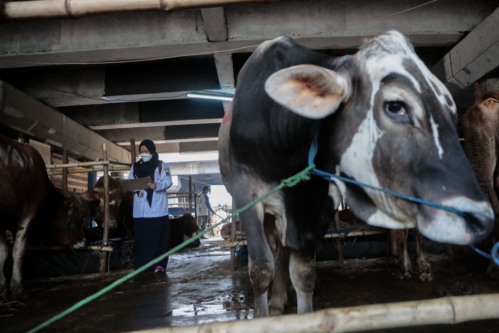 Petugas Suku Dinas KPKP Jakarta Utara mencatat hewan kurban yang ada di tempat penampungan hewan kurban di kawasan Sungai Bambu, Jakarta Utara, Rabu (21/6/2023). Pemeriksaan meliputi antraks hingga penyakit kulit berbenjol atau Lumpy Skin Disease (LSD).  