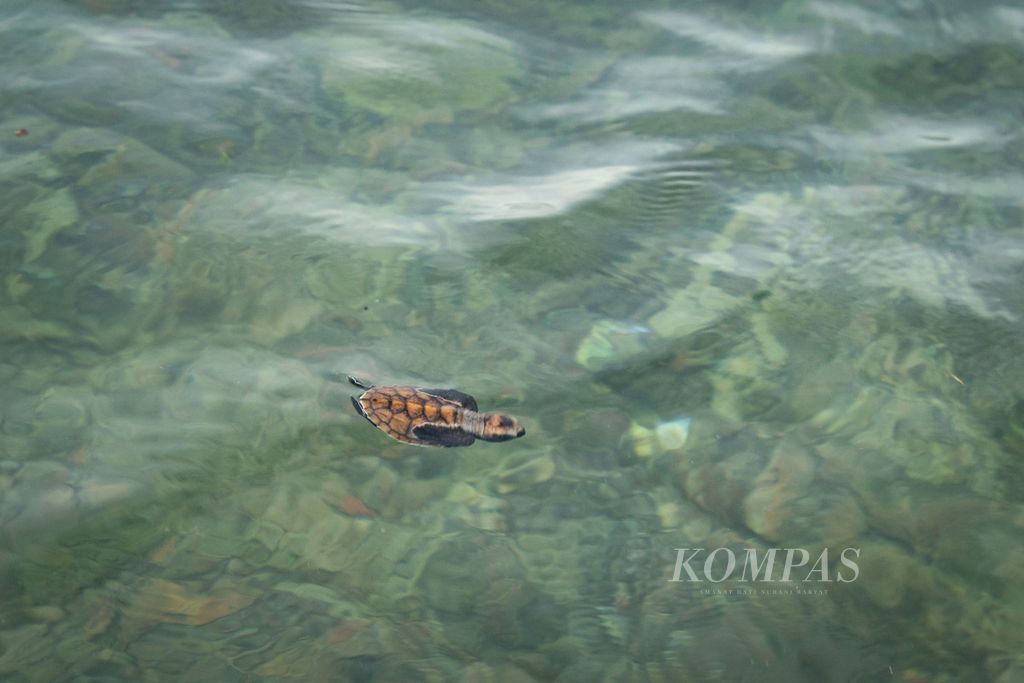 Seekor tukik berenang di laut setelah dilepaskan di Pulau Lampu, Kecamatan Galang, Kota Batam, Kepulauan Riau, Sabtu (1/10/2022).