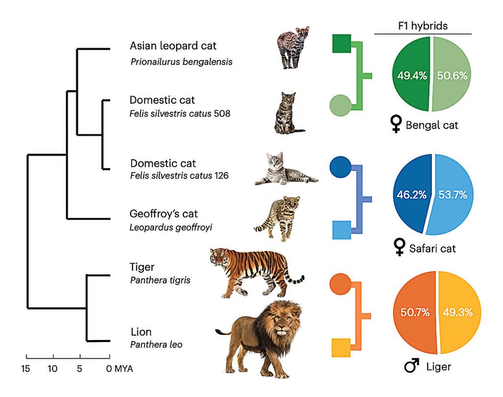 Grafik yang menggambarkan bagaimana trio <i>binning</i> (pendekatan baru pembacaan genetik yang memanfaatkan heterozigositas alih-alih mencoba menghilangkannya) menghasilkan genom spesies induk dari hibrida F1 dengan skala waktu evolusi di sebelah kiri. <b>Kredit</b>: <i>William Murphy, Texas A&M University, dan rekannya dalam Nature Genetics (2023)</i>