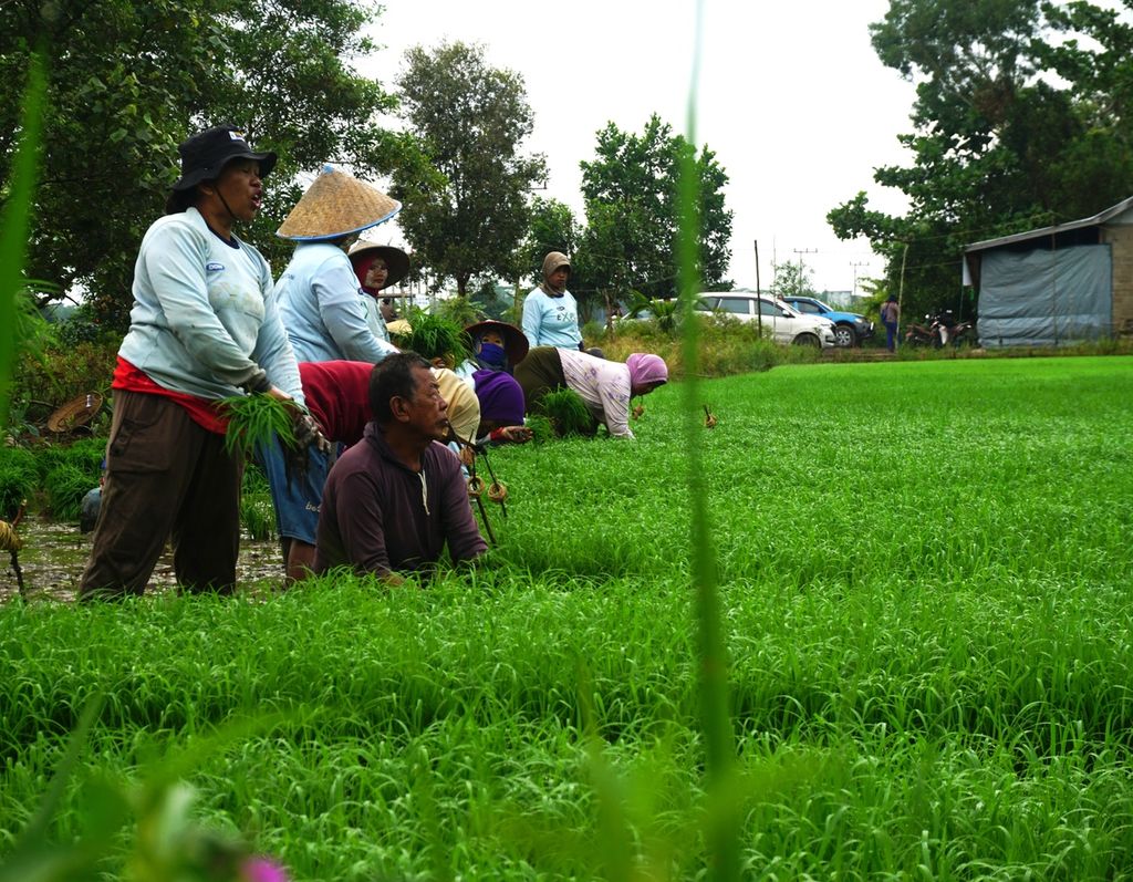 Petani di Desa Belanti Siam, Kabupaten Pulang Pisau, Kalteng, menyiapkan benih padi sebelum ditanam di sawah mereka pada Sabtu (10/10/2020). 