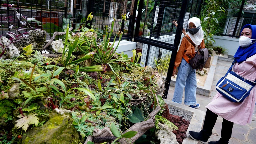 Pengunjung saat melihat-lihat tanaman kantong semar (<i>Nepenthes</i>) yang menjadi koleksi di Taman Tematik Nepenthes di lingkungan Kebun Raya Bogor, Kota Bogor, Jawa Barat, Minggu (28/3/2021).