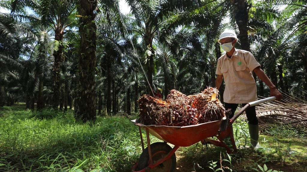 Pekerja memanen kelapa sawit di areal perkebunan PT Sawit Sumbermas Saran Tbk (SSMS) di Pangkalan Bun, Kalimantan Tengah, Kamis (29/4/2021). PT SSMS memproduksi minyak kelapa sawit mentah (crude palm oil/CPO) dengan kapasitas produksi sebesar total 2.500 ton per hari. Perkebunan dan pabrik PT SSMS telah memiliki sertifikat RSPO. Produk turunannya telah menembus pasar eksor ke China Bangladesh, India, Pakistan. 