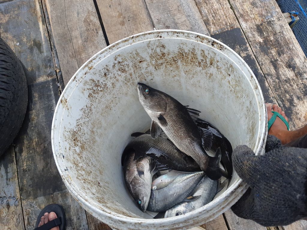 Ikan hasil budidaya di kerambah jaring apung di Kota Ambon, Maluku, pada Senin (19/6/2023). Ikan yang dibudidayakan adalah kerapu, kuwe, dan kakap putih.
