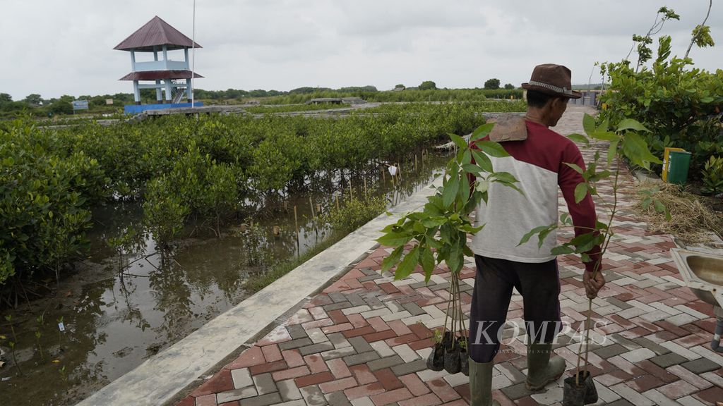 Petugas membawa bibit tanaman di Taman Mangrove Ketapang, Kabupaten Tangerang, Banten, Minggu (16/1/2022).