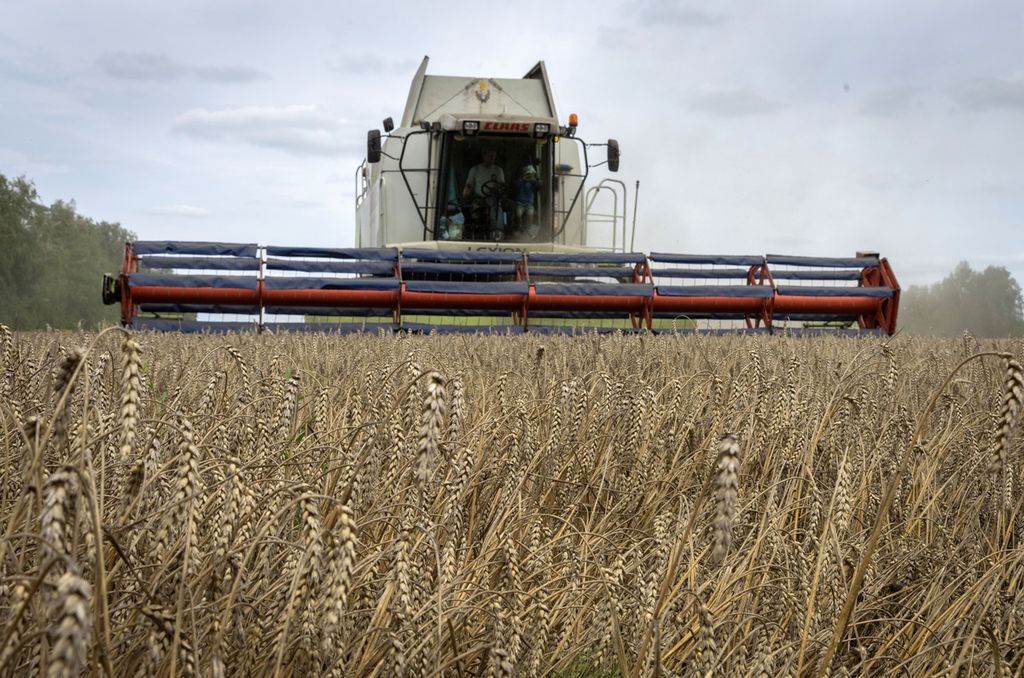 Seorang petani memanen gandum di Desa Zghurivka, Ukraina, 9 Agustus 2022. Pemerintahan Biden, September 2022, menjatuhkan sanksi terhadap puluhan pejabat Rusia dan Ukraina serta sejumlah perusahaan Rusia atas pelanggaran hak asasi manusia dan pencurian gandum Ukraina. 