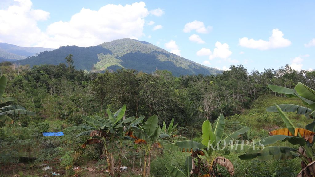 Hutan milik masyarakat adat Dayak Saloko di Kecamatan Sajingan Besar, Kabupaten Sambas, Kalimantan Barat, Senin (28/8/2023).