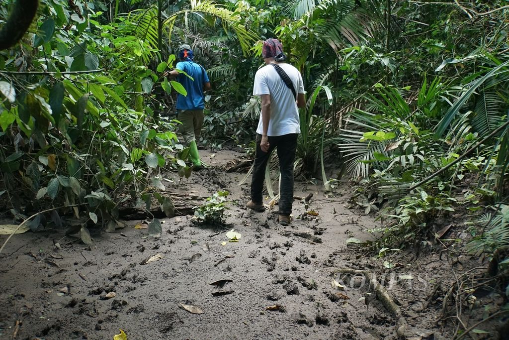 The trip to see and take photos of babirusa in Kungan Adudu, Nantu Forest, Nantu Boliyohuto Wildlife Reserve, was full of obstacles. The forest land in Boalemo Regency, Gorontalo, was muddy after it rained, Saturday (6/22/2019).
