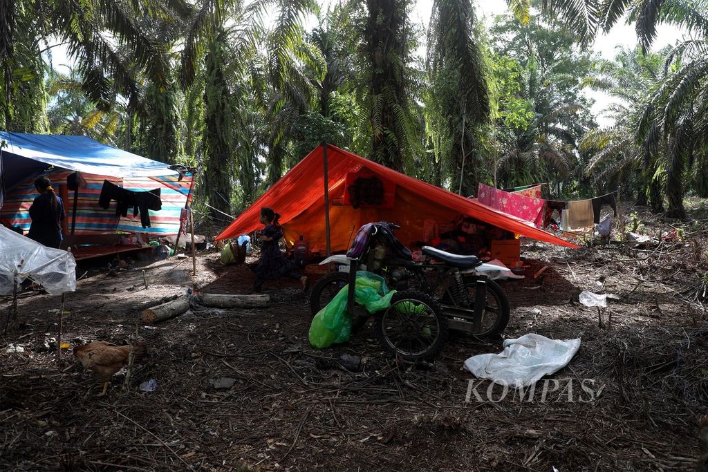 Tenda pengungsi di tengah kebun sawit di Nagari Kajai, Kecamatan Talamau, Kabupaten Pasaman Barat, Sumatera Barat, Rabu (2/3/2022). Kebun sawit dipilih sebagai tempat mengungsi korban gempa bermagnitudo 6,1 karena dianggap lebih aman jika ada gempa susulan. 