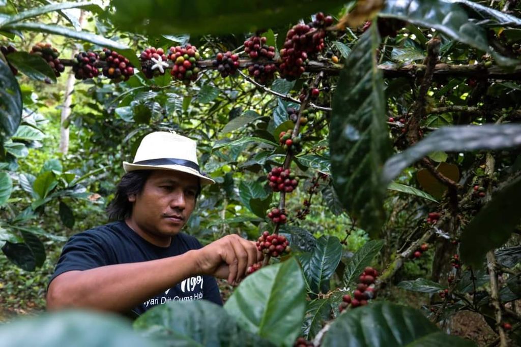 Apart from producing rice, Pidie Regency also produces coffee and horticulture.
