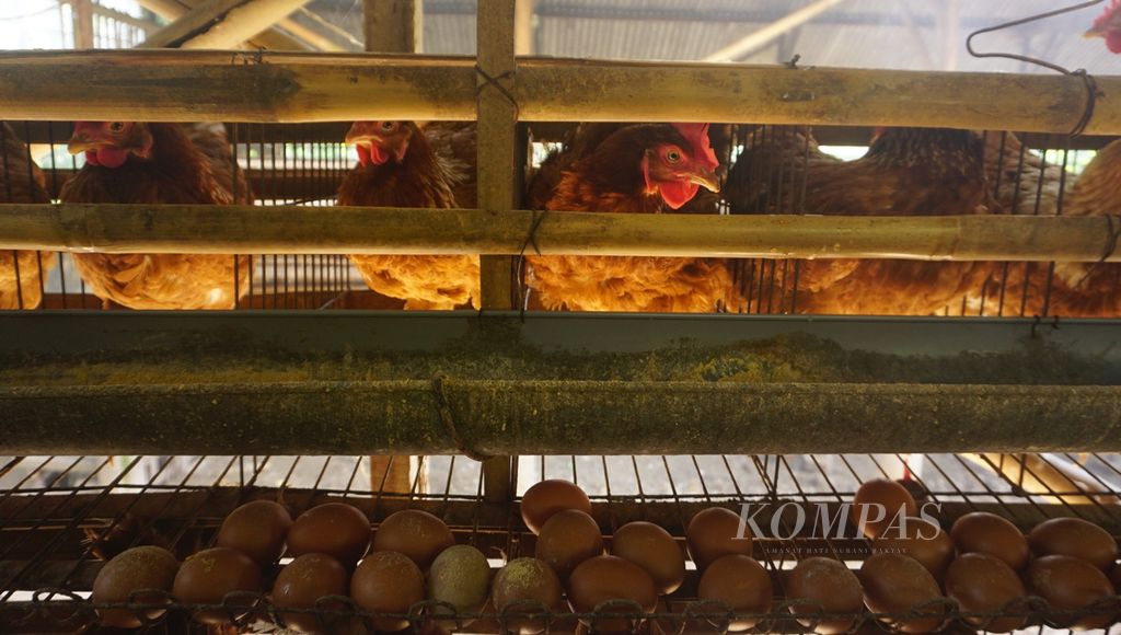 Kondisi ayam petelur yang terdapat di Kecamatan Mojosongo, Kabupaten Boyolali, Jawa Tengah, Selasa (30/8/2022). Populasi ayam petelur menurun akibat anjloknya harga jual telur setahun lalu. Imbasnya banyak kandang terpaksa dikosongkan. Hal itu disinyalir menjadi salah satu penyebab meningkatnya harga telur beberapa waktu terakhir.