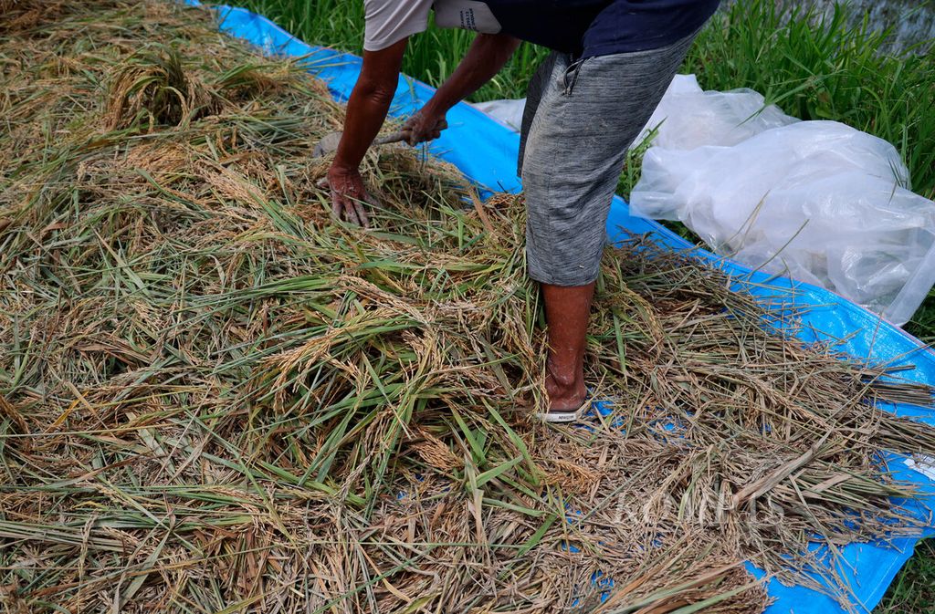 Petani menyelamatkan padi mereka yang harus dipanen lebih cepat setelah banjir merendam lahan sawah di Desa Limbangan, Kecamatan Undaan Kabupaten Kudus, Jawa Tengah, Senin (12/2/2024).