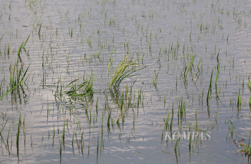 Tanaman padi yang beberapa bulan lagi siap panen tenggelam karena banjir yang terjadi di Kecamatan Kaliwungu, Kabupaten Kudus, Jawa Tengah, Rabu (4/1/2023). 