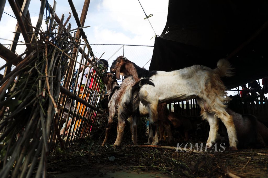 Anak-anak memberi makan kambing di kandang yang digunakan untuk memelihara kambing untuk kurban di Petamburan, Tanah Abang, Jakarta, Senin (4/7/2022). Pedagang hewan kurban semakin banyak bermunculan menjelang hari raya Idul Adha. 