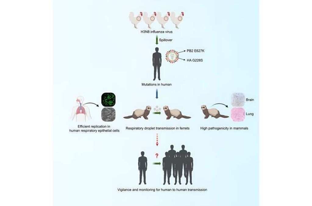 Abstraksi potensi penularan flu burung ke manusia. Sumber: <i>Cell </i>(2023).