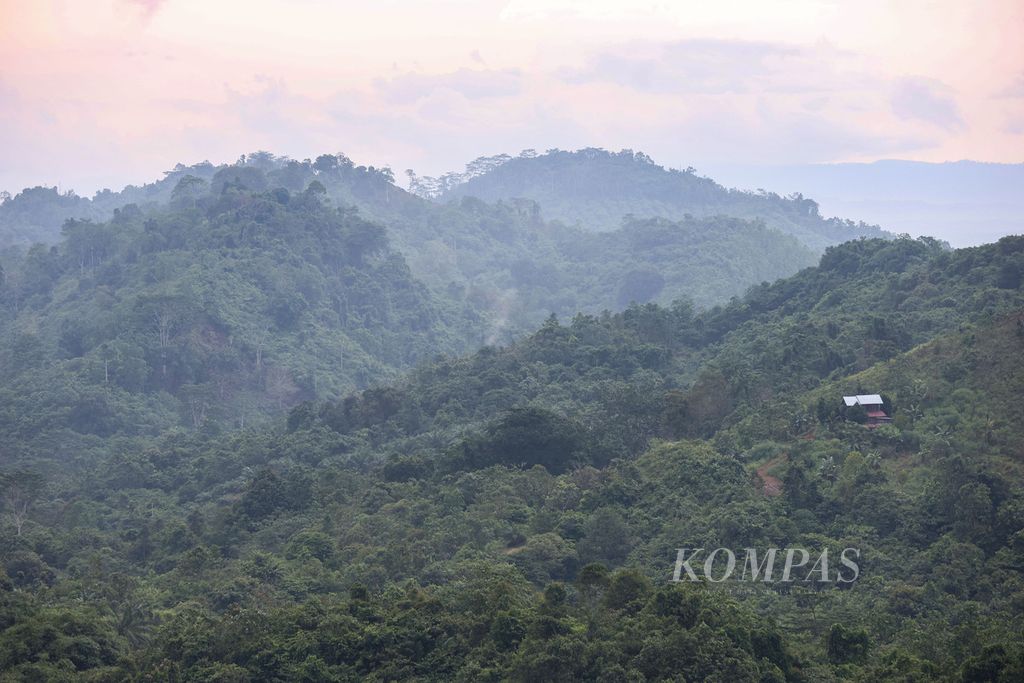 Lanskap hutan di Kabupaten Penajam Paser Utara Kalimantan Timur, Senin (1/1/2024).