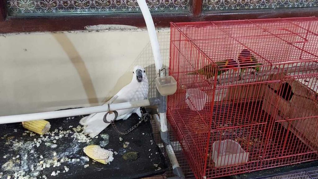 Polisi menyita delapan burung dilindungi dari dua tersangka saat diperiksa di Polresta Balikpapan, Kalimantan Timur, Rabu (1/12/2022).