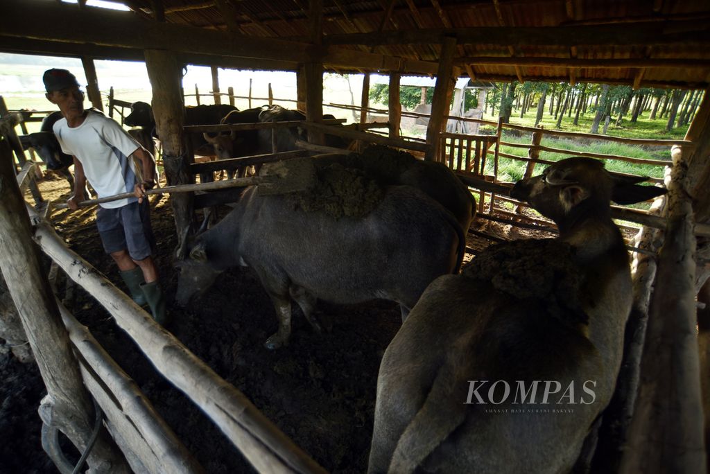 Paisol (44) menaruh kotoran kerbau rawa di atas ternak-ternaknya sebelum dikeluarkan dari kompleks kandang di Pulau Tapus, Desa Bangsal, Kecamatan Pampangan, Ogan Komering Ilir, Sumatera Selatan, Kamis (7/12/2023). 