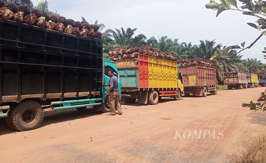 Antrean masuk angkutan pembawa buah sawit menuju pabrik pengolahan minyak sawit di Muaro Jambi, Jumat (25/11/2022). 