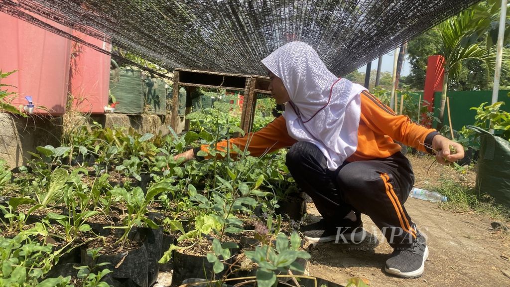 Seorang siswa menyiangi rumput di kebun pertanian urban SD Negeri Ngaliyan 03 Kota Semarang, Jawa Tengah, Jumat (25/8/2023). 