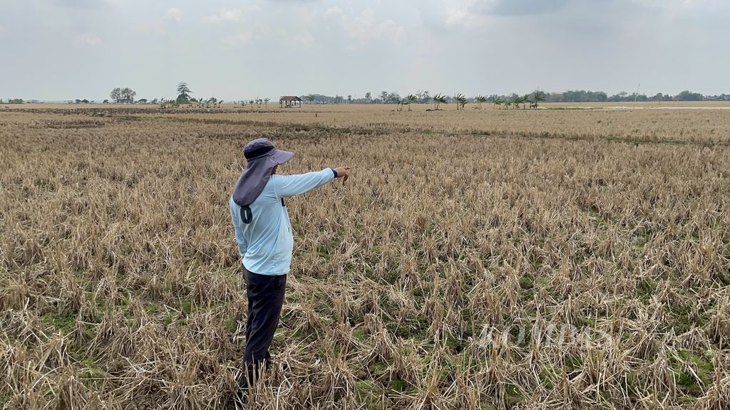 Imam (44), petani asal Desa Ranjeng, Kecamatan Losarang, Indramayu, Jawa Barat, menunda menanam padi akibat kekeringan. Pada 14 November 2023, dia menceritakan mengalami gagal panen sehingga modal tanam Rp 20 juta untuk sawah 1 hektar amblas. 