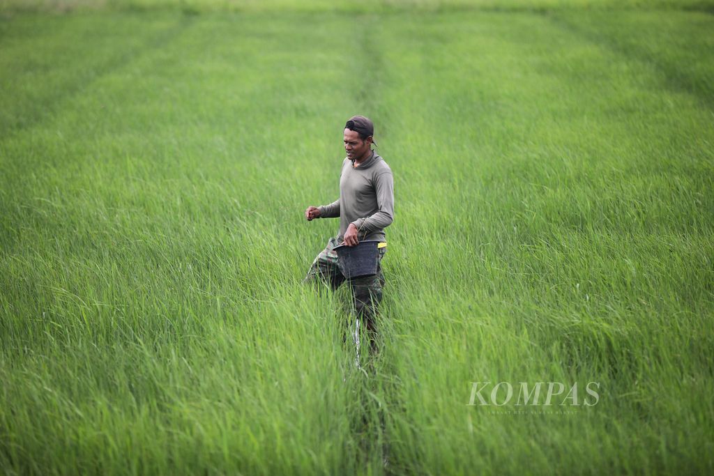 Yakobus Riski Antono Mahuze (21) menebar pupuk di sawah miliknya di Kampung Waninggap Kai, Distrik Semangga, Kabupaten Merauke, Papua Selatan, Selasa (23/7/2024). 