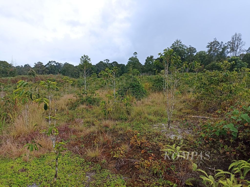 Hamparan tanaman kopi tampak meranggas dan tidak diurus di Kecamatan Pollung, Kabupaten Humbang Hasundutan, Sumatera Utara, Rabu (26/6/2024).