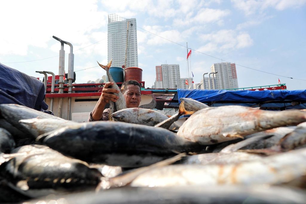 Ikan tongkol yang baru mendarat di Pelabuhan Muara Angke, Penjaringan, Jakata Utara, dinaikkan ke atas angkutan untuk kemudian disimpan ke gudang berpendingin, Rabu (11/8/2021). 