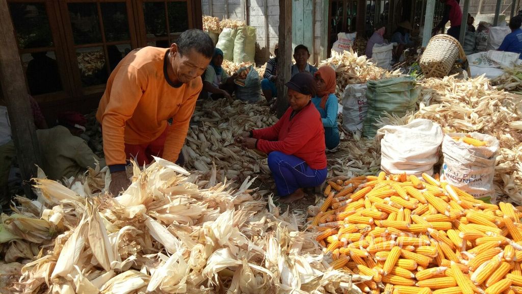 Farmers in Ngaringan, Grobogan Regency, Central Java are happy because their corn harvest has increased.
