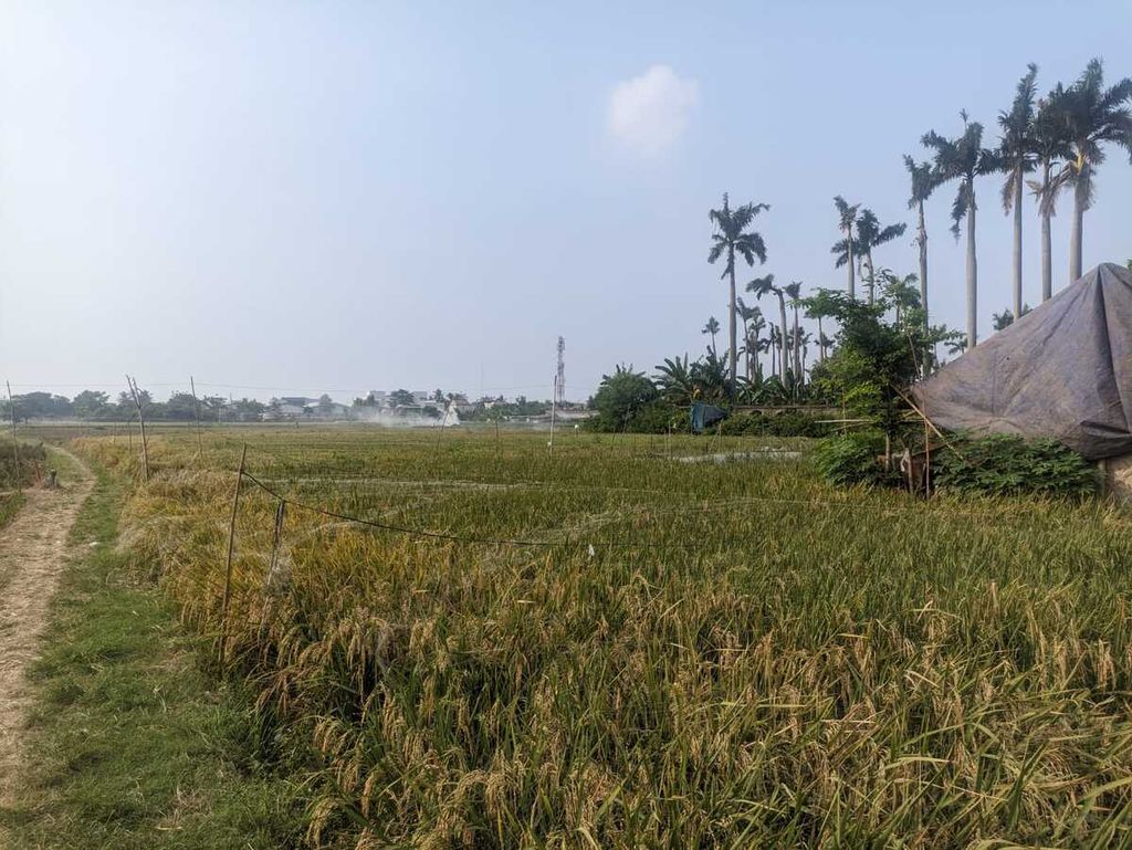 Hamparan padi yang menguning di salah satu lahan pertanian di perbatasan Banten-Jakarta, tepatnya di Kelurahan Semanan, Kalideres, Jakarta Barat, Selasa (13/6/2023).