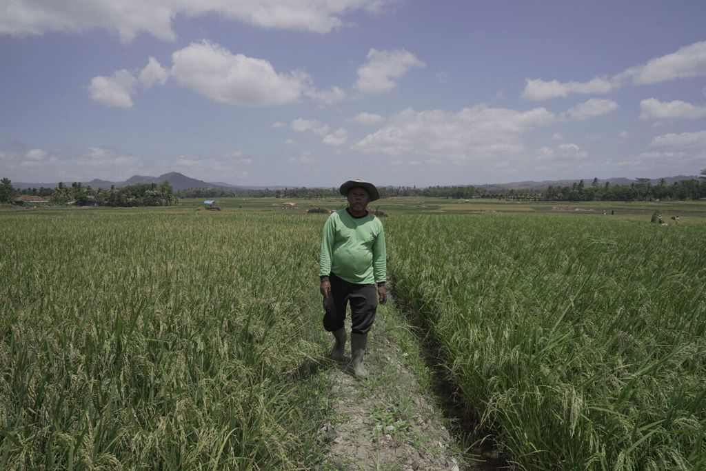 Petani Desa Mandrajaya saat menunjukkan padi yang tidak tumbuh dengan baik di kawasan Geopark Ciletuh-Pelabuhan Ratu Sukabumi, Jawa Barat, Jumat (5/9/2020).