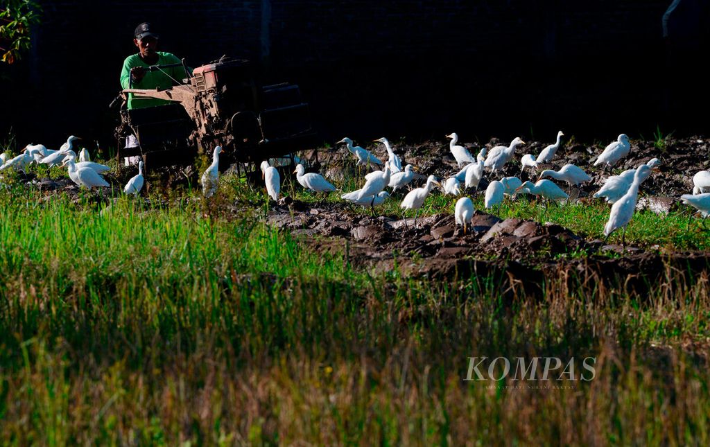 Petani membajak sawah dengan traktornya bersama kawanan burung kuntul yang mencari makanan sekitar lahan di Kecamatan Boja, Kabupaten Kendal, Jawa Tengah, Rabu (12/7/2023). 
