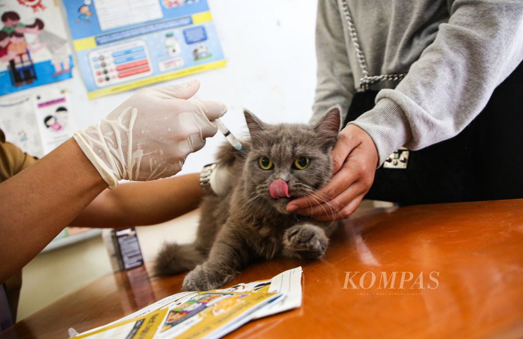 Seekor kucing ras peliharaan warga disuntik vaksin rabies di lingkungan RW 006, Kelurahan Gunung, Kebayoran Baru, Jakarta Selatan, Senin (10/7/2023). 